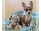 Pembroke Welsh Corgi Puppy For Sale In SYLMAR California 91342 US
Nickname Gigi 
Gigi Is Beyond Amazing  She Looks Just Like A Baby Fox Ampamphellip L