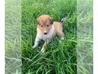 Collie Puppy For Sale In BROADWAY Virginia 22815 US
Nickname Archie 
Meet Archie A Beautiful Little Lassietype Collie Boy He Was Born On May 7 2022 He