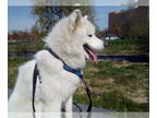 Samoyed PUPPY FOR SALE ADN-392786 - Two year old Samoyed for Family