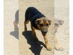 Australian Shepherd-German Shepherd Dog Mix PUPPY FOR SALE ADN-393024 - Two