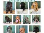 Goldendoodle PUPPY FOR SALE ADN-392854 - Mini F1 Goldendoodle puppies