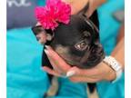 French Bulldog PUPPY FOR SALE ADN-392714 - Adorable Frenchie