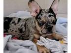 French Bulldog PUPPY FOR SALE ADN-392717 - Cute European Frenchie