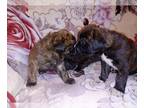 Masti-Bull-Ultimate Mastiff Mix PUPPY FOR SALE ADN-392897 - Mastiff pups