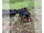 Yorkshire Terrier Puppy For Sale In GREAT CACAPON West Virginia 25422 US
Nickname Female Yorkie 
Black And Tan Female Yorkshire Terrier Comes With AKC