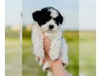 Mal-Shi-ShihPoo Mix PUPPY FOR SALE ADN-392759 - Gorgeous ShihpooTese