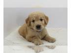 Puppy For Sale In ROYSE CITY Texas 75189 US
Nickname Thumper 
Thumper Is A Standard Size Golden Color  He Has The Classic Original  Colorcoat