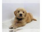 Puppy For Sale In ROYSE CITY Texas 75189 US
Nickname Flower 
Flower Is A Standard Size F1  He Is A Solid Golden Color With A White Chest And Will Have