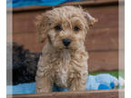 Puppy For Sale In RICHMOND California 94801 US
Nickname Male Cockapoo 
Two Male Miniature Cockapoo Puppies 10 Weeks Old Today Dewormed And Up To Date 