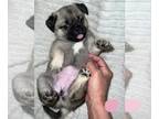 Pug Puppy For Sale In MINERAL RIDGE Ohio 44440 US
Nickname Rosie  Pink 
Rosie Is A Pugsie That Loves Snuggles And Playing And Then More Snuggles She I