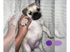 Pug Puppy For Sale In MINERAL RIDGE Ohio 44440 US
Nickname Violet Purple 
Violet Is The Smallest Yet Spunkiest Pugsie Of The Girls Energetic  Playful 