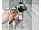 Pug Puppy For Sale In MINERAL RIDGE Ohio 44440 US
Nickname Clovergreen 
Clover Is Small But Spunky Pugsie Play Eat Play Some More Hes Always Ready For
