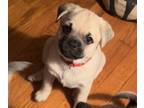 Pug Puppy For Sale In MINERAL RIDGE Ohio 44440 US
Nickname Puppy 6 
Buttercup Loves Chilling And Hanging Out He Loves Playing Snuggles And Sleeping He