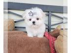 Maltese Puppy For Sale In SANTA CLARITA California 91350 US
Nickname Cherry 
Maltese 71451966 57 Female Born 317
Up To Date On Shots And Deworming Nem