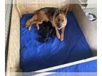 German Shepherd Dog Puppy For Sale In FRISCO Texas 75035 US
Nickname Litter Of 9 
Dusty Von Hirschberg Has Had A Litter Of 9 Puppies 6 Girls And 3 Boy