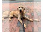 Labradoodle-Poodle (Standard) Mix PUPPY FOR SALE ADN-392824 - 8 month old