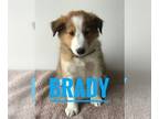 Shetland Sheepdog PUPPY FOR SALE ADN-392982 - Active Adorable Family Raised