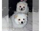 Miniature American Eskimo Puppy For Sale In LYNWOOD California 90262 US
Nickname Happy Puppies 
Tiny Fluffy And Adorable Male Miniature American Eskim