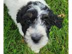 Miniature Bernedoodle Puppy For Sale In SAINT LOUIS Missouri 63125 US
Nickname Twyla 
This Is A Tri Color Bernedoodle Female Puppy Born On April 17 20