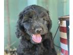 Goldendoodle PUPPY FOR SALE ADN-392875 - Mini F1 Goldendoodle puppies