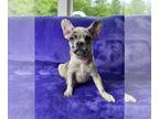 French Bulldog PUPPY FOR SALE ADN-392979 - Blue Merle