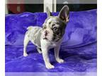 French Bulldog PUPPY FOR SALE ADN-392992 - Blue Merle