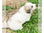 Great Pyrenees PUPPY FOR SALE ADN-392919 - Quinns pups