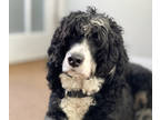 Bernedoodle DOG FOR ADOPTION ADN-392850 - Well behaved 1year and ten month well