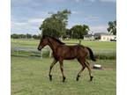 Stunning Friesian x Thoroughbred Sporthorse Filly