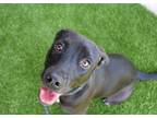 Adopt Bonnie a Black Labrador Retriever / Mixed dog in Watertown, WI (34782168)