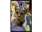 Adopt Emerson - MFOA Foster / 2022 a Brown Tabby Domestic Shorthair / Mixed