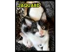 Adopt Jaquard - MFOA Foster / 2022 a Black & White or Tuxedo Domestic Shorthair