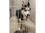 Adopt 2205-1647 Loki a Husky / Mixed dog in Virginia Beach, VA (34790107)