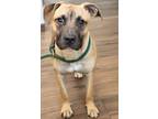 Adopt Rocco a Tan/Yellow/Fawn - with Black Mastiff / Terrier (Unknown Type