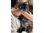 Adopt Champagne Maine Coon mix Bubbly and Affectionate! a Black & White or
