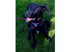 Adopt Tillie a Black - with White Retriever (Unknown Type) / Mixed dog in