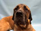 Adopt Nala a Tan/Yellow/Fawn Bullmastiff / Mixed dog in Golden Valley
