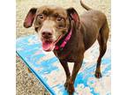 Adopt Whiskey a Brown/Chocolate Labrador Retriever / Mixed dog in Jefferson