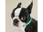 Adopt Franny a Black - with White Boston Terrier / Mixed dog in Jefferson