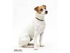 Adopt Green Bean a Tan/Yellow/Fawn Jack Russell Terrier / Mixed dog in Fishers