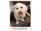 Adopt Alexander - TN a White Bichon Frise / Mixed dog in Tulsa, OK (34789817)