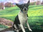 Adopt a Brown/Chocolate Rat Terrier / Mixed dog in Moreno Valley, CA (34789806)