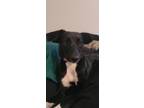 Adopt Penelope (penny) a Black - with White Rat Terrier dog in Lake Charles