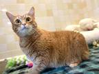 Adopt TIGGER a Orange or Red Tabby Domestic Mediumhair / Mixed (medium coat) cat