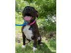 Adopt Jazz a Brindle American Pit Bull Terrier / Mixed dog in Valley View