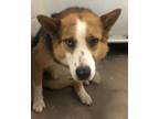 Adopt Rue a Brown/Chocolate Australian Shepherd / Mixed dog in Bartlesville