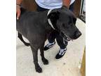 Adopt Zuma a Black Great Dane / Mixed dog in Appleton, WI (34789409)