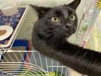 Adopt Scandella a All Black Domestic Shorthair / Domestic Shorthair / Mixed cat
