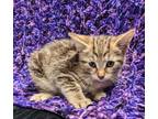 Adopt Tip Top a Brown or Chocolate Domestic Shorthair / Domestic Shorthair /
