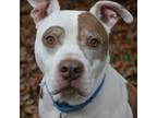 Adopt Finesse a White - with Tan, Yellow or Fawn American Pit Bull Terrier /